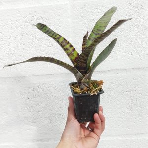 Neoregelia Hannibal Lecter
