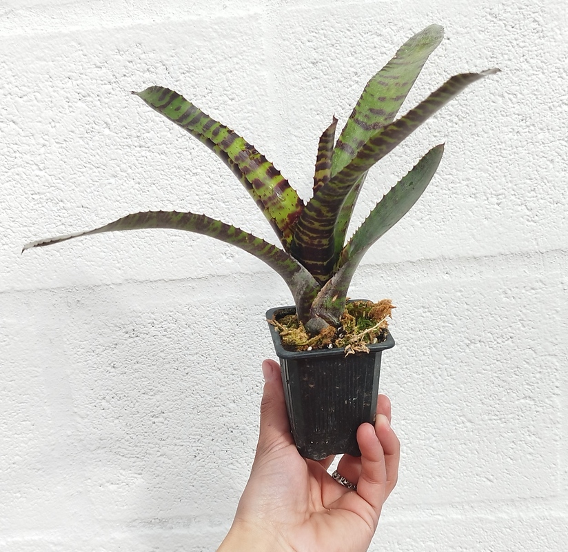 Neoregelia Hannibal Lecter