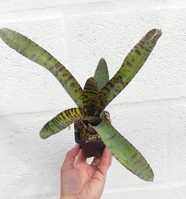 Neoregelia Hannibal Lecter - Imagen 2