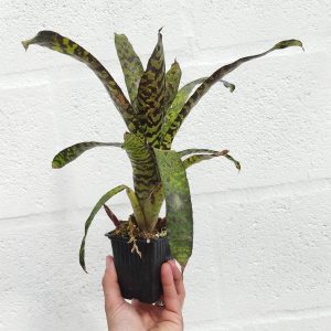 Aechmea Correia-Araujoi