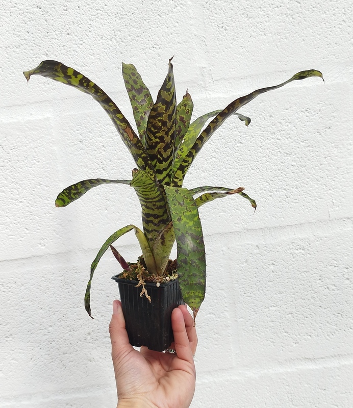 Aechmea Correia-Araujoi