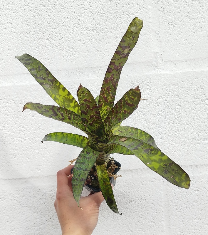 Aechmea Correia-Araujoi - Imagen 2