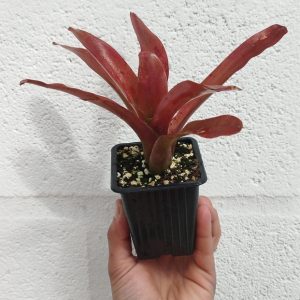 Neoregelia Fireball