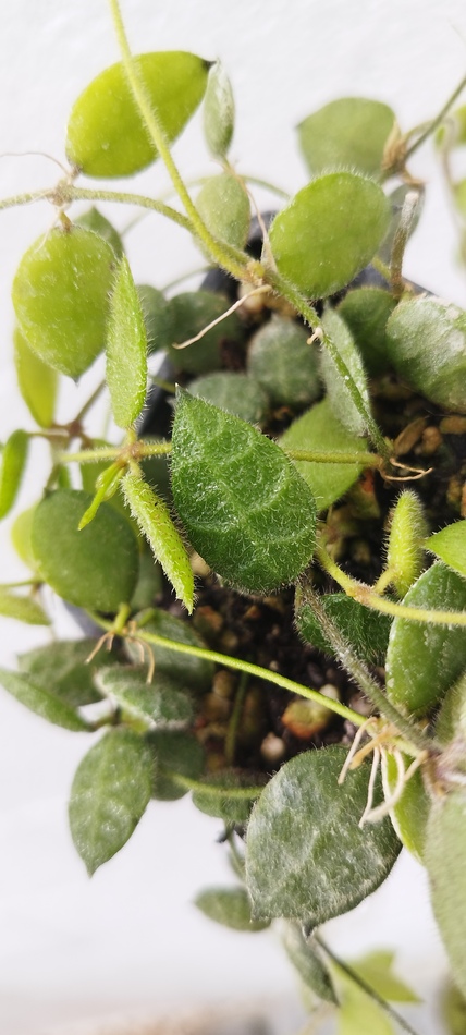 Dischidia hirsuta - Imagen 3