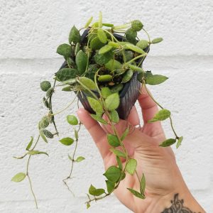 Dischidia hirsuta