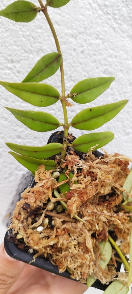 Hoya bella - Imagen 2