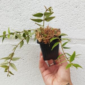 Hoya bella