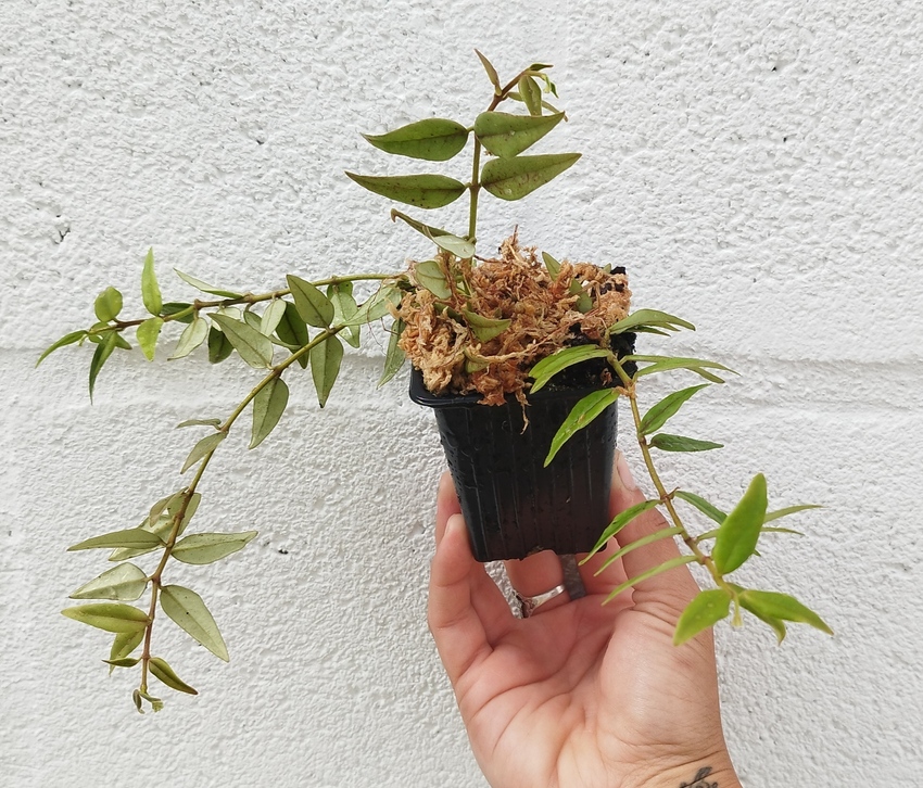 Hoya bella