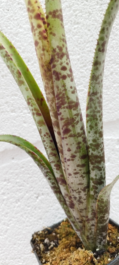 Quesnelia marmorata - Imagen 2