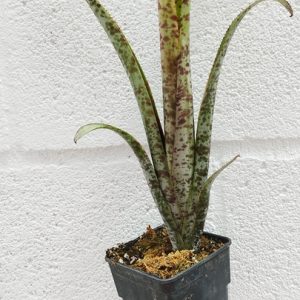 Quesnelia marmorata