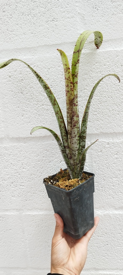 Quesnelia marmorata