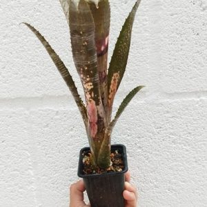 Billbergia sp 2