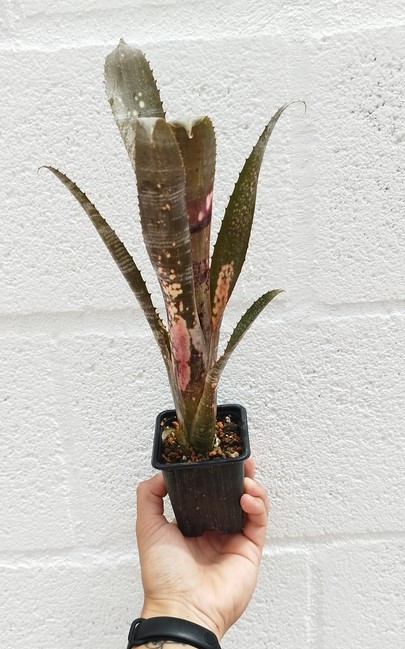 Billbergia sp 2