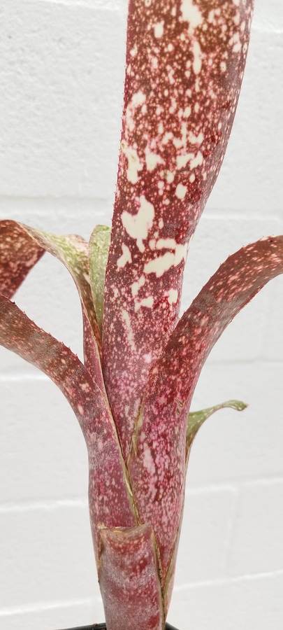 Billbergia sp 3 - Imagen 2