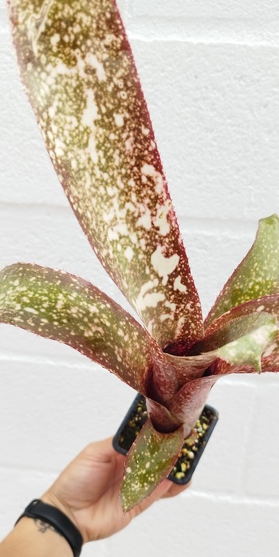 Billbergia sp 3 - Imagen 3