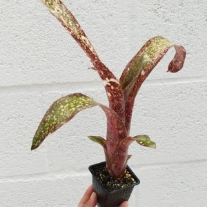Billbergia sp 3