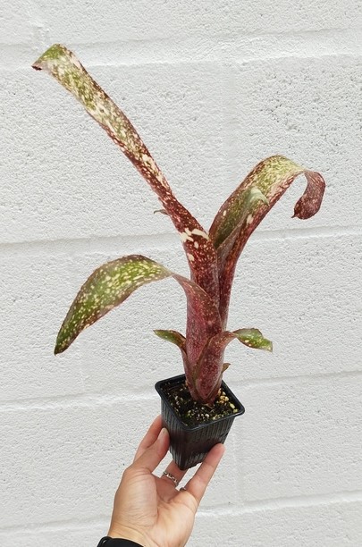 Billbergia sp 3
