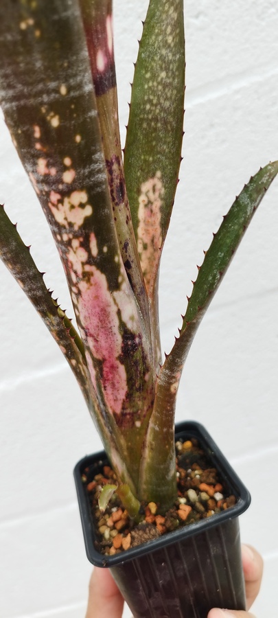 Billbergia sp 2 - Imagen 2