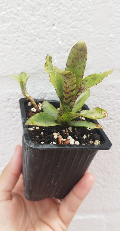 Neoregelia Akeso - Imagen 2