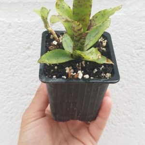 Neoregelia Akeso