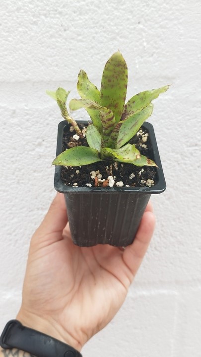 Neoregelia Akeso