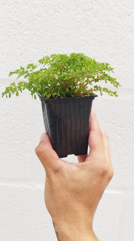Pilea microphylla - Imagen 2