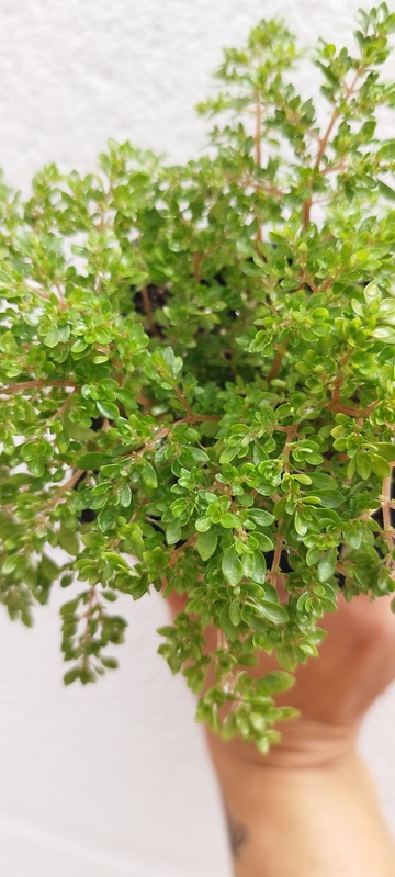 Pilea microphylla - Imagen 3