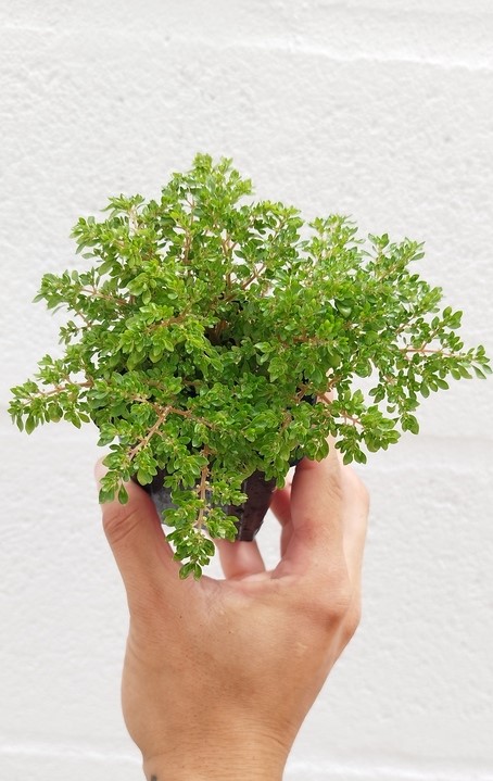 Pilea microphylla