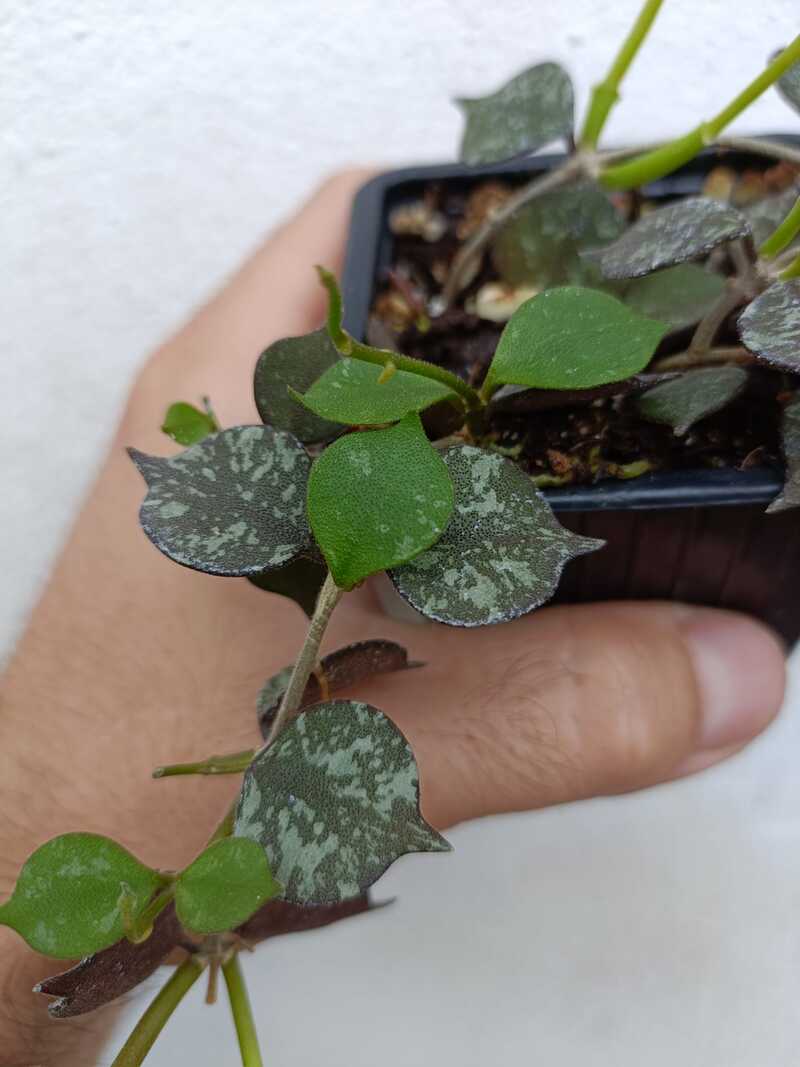 Hoya curtisii - Imagen 2