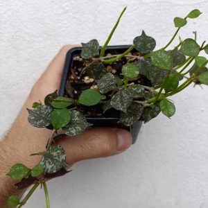 Hoya curtisii