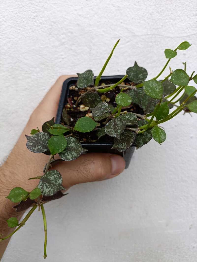 Hoya curtisii