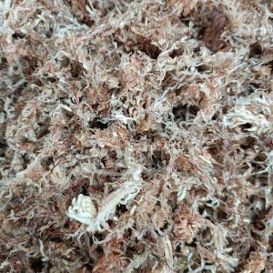 Musgo sphagnum 5/10L