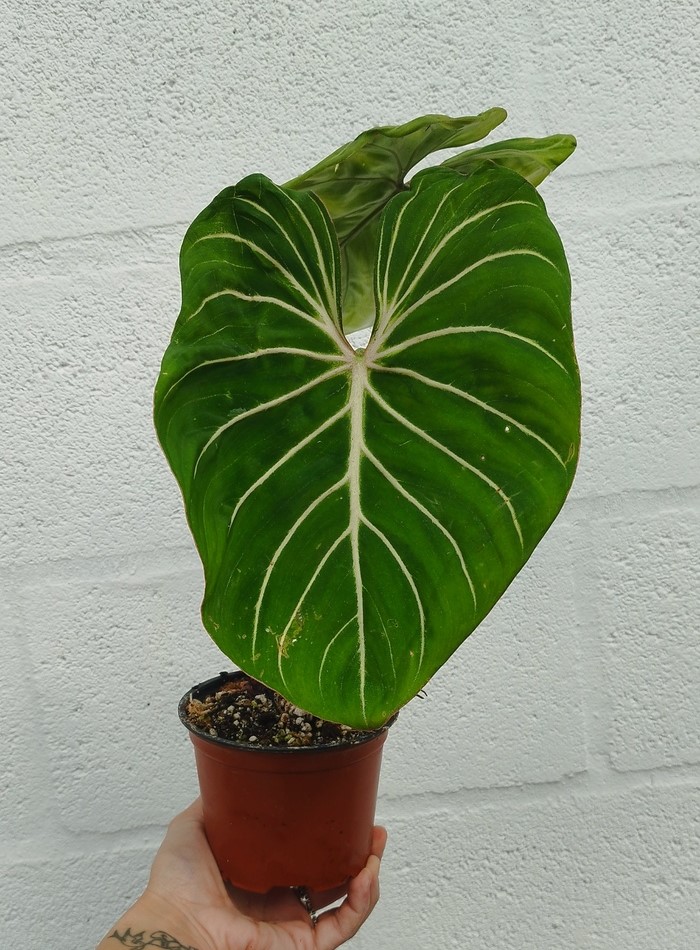 Philodendron gloriosum - Imagen 2