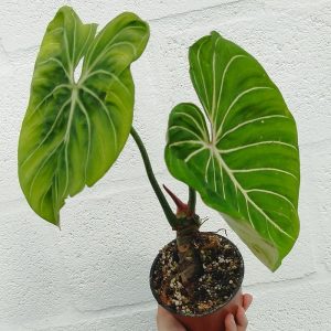 Philodendron gloriosum