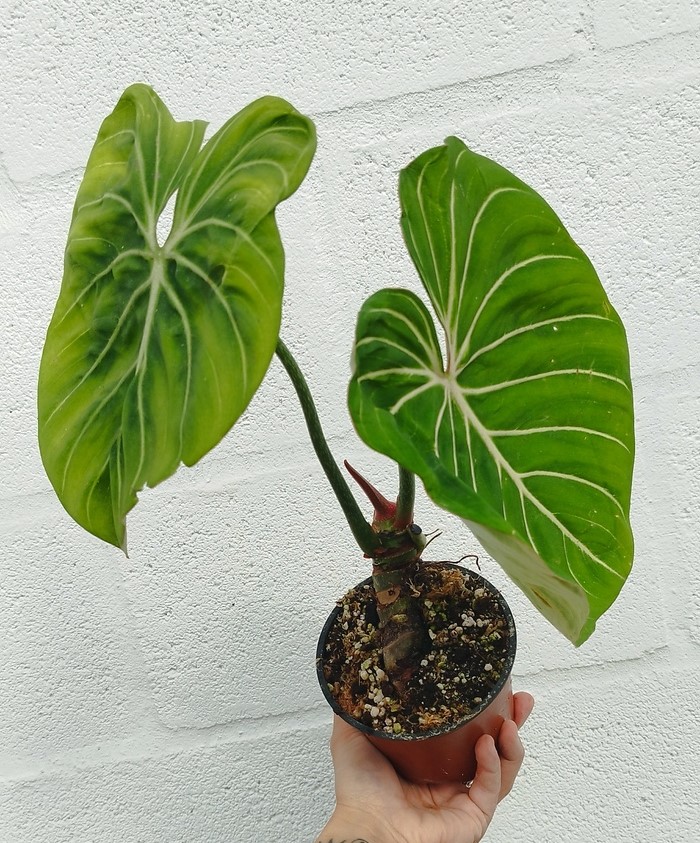 Philodendron gloriosum