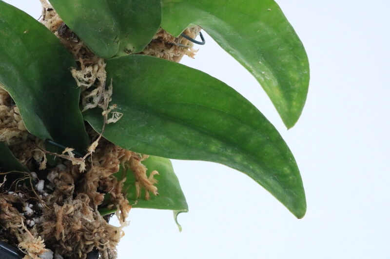 Rhaphidophora korthalsii - Imagen 2