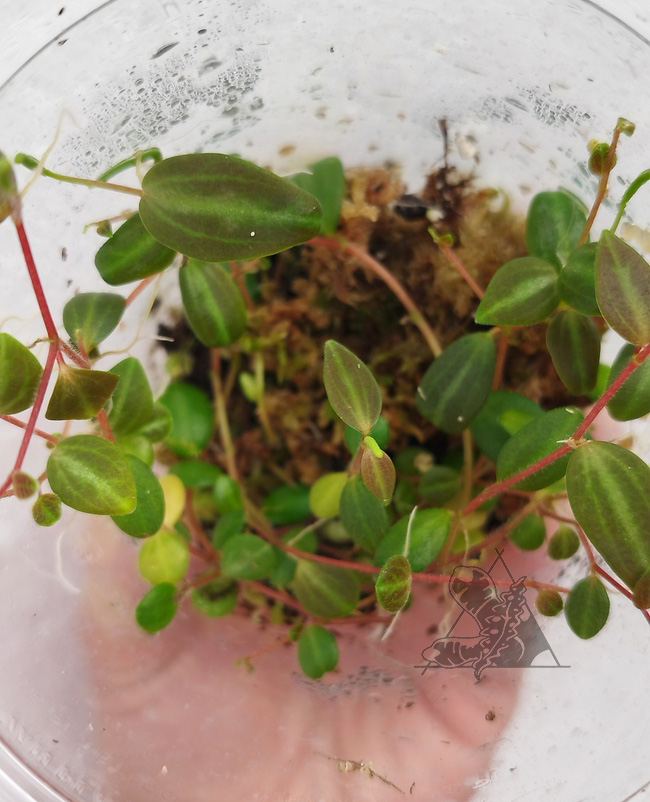 Peperomia sp 2 - Imagen 2