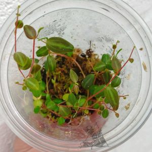 Peperomia sp 2