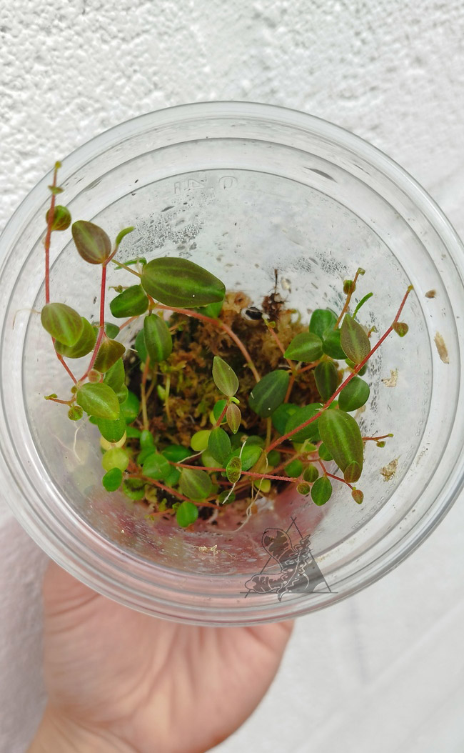 Peperomia sp 2