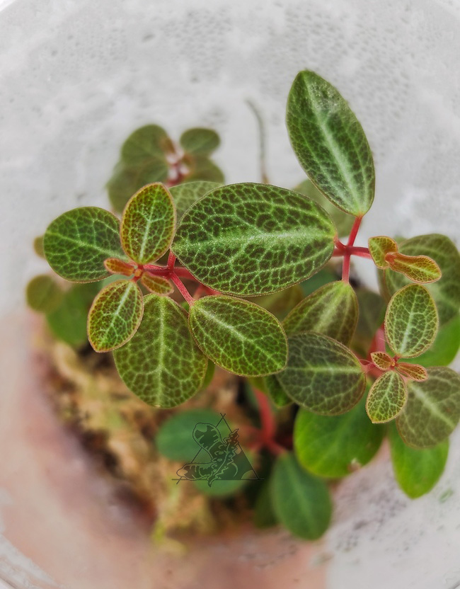 Peperomia verticillata "Red log" - Imagen 2