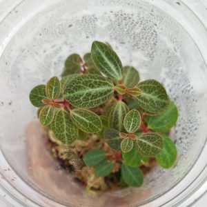 Peperomia verticillata "Red log"