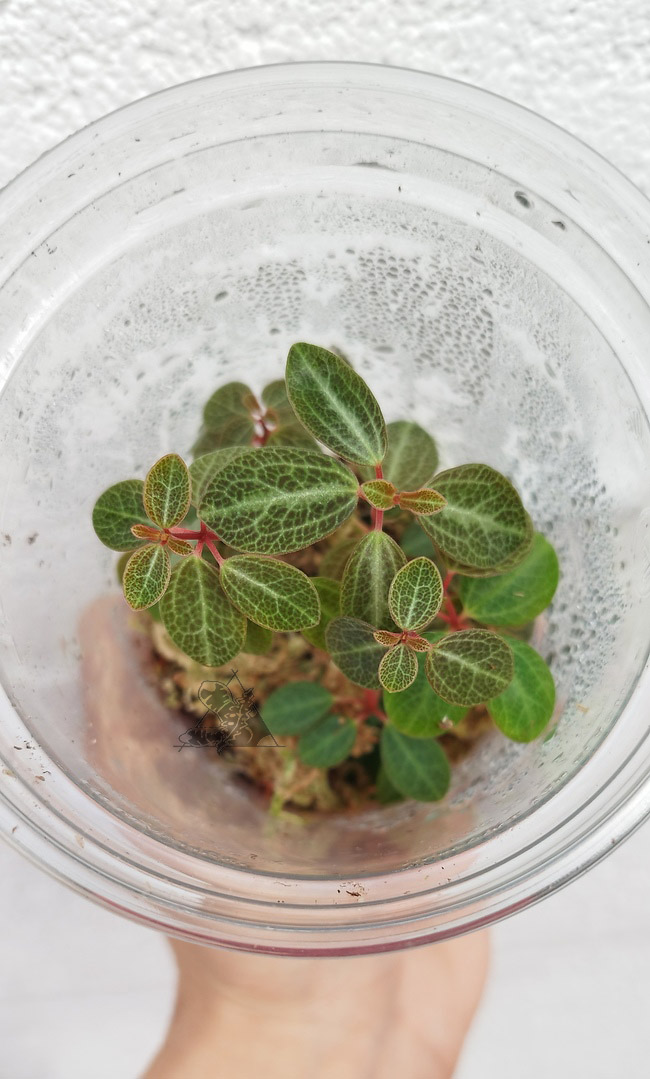 Peperomia verticillata "Red log"