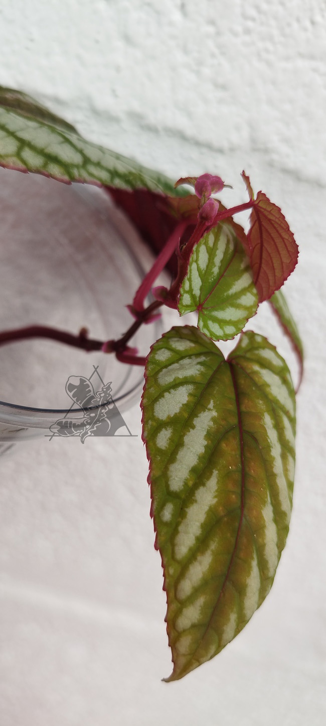 Cissus discolor - Imagen 3