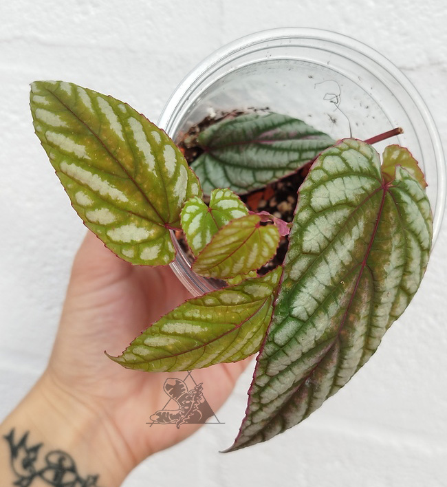 Cissus discolor - Imagen 2