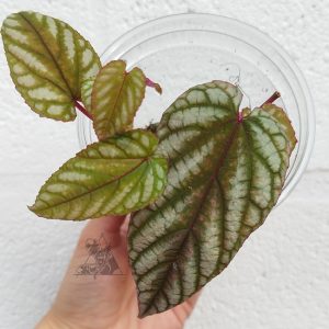 Cissus discolor