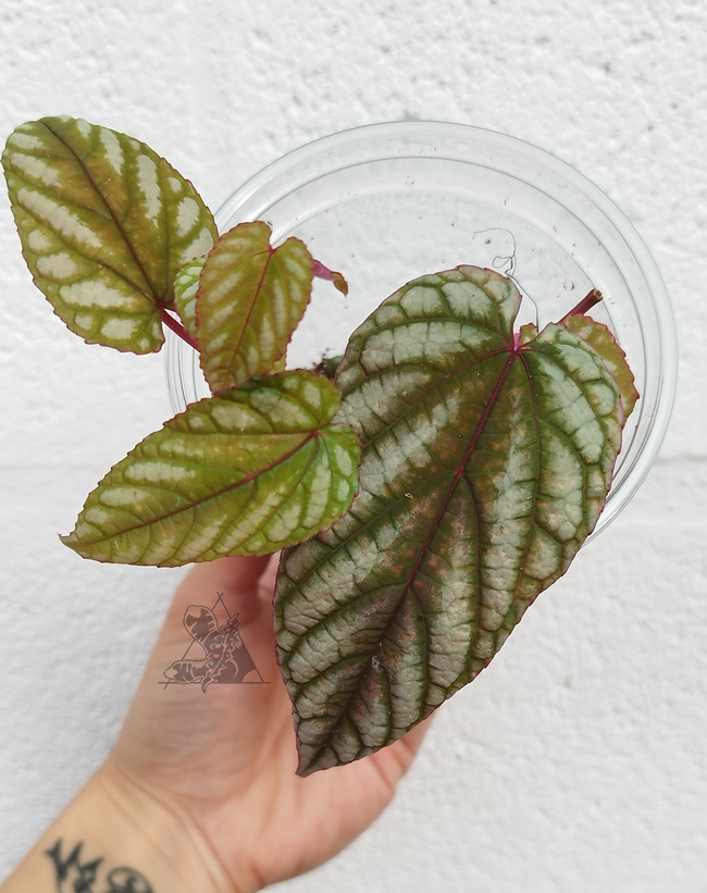 Cissus discolor