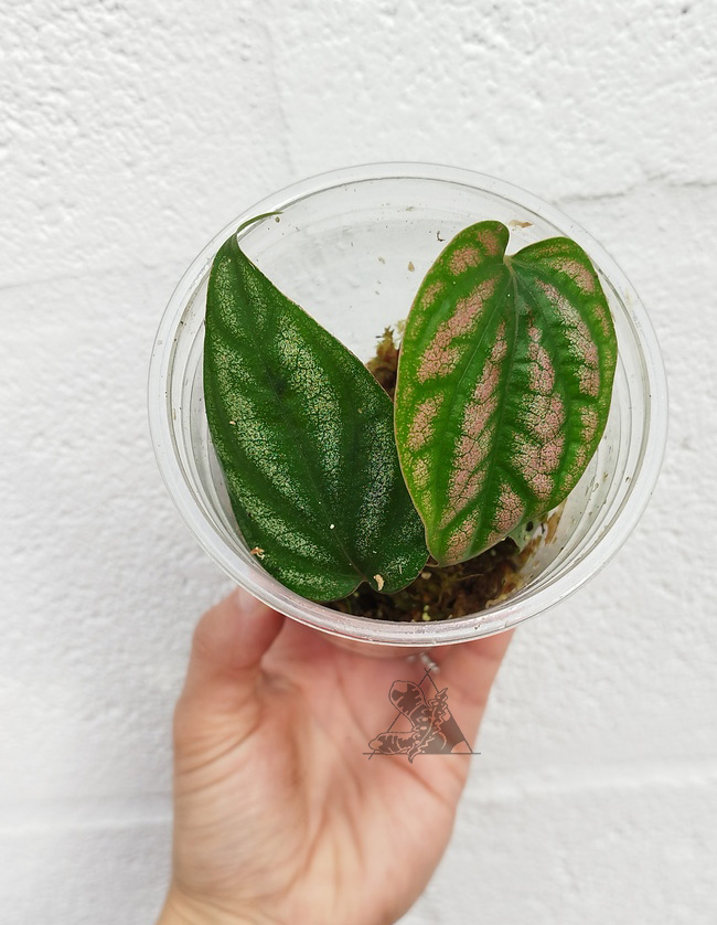Piper sp. Argyrites Pink