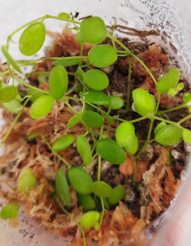 Peperomia sp 1 - Imagen 2