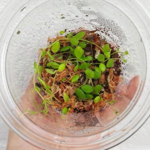 Peperomia sp 1