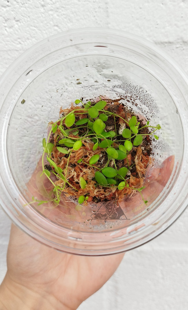 Peperomia sp 1